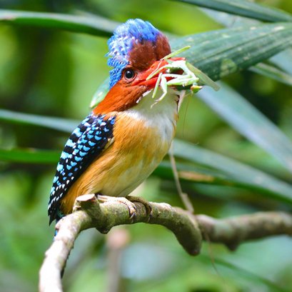 Bach Ma National Park Bird Watching Tour 3 Days